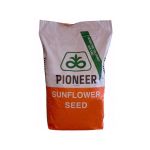 Seminte floarea soarelui Pioneer P64LE162 - 150.000 sem.